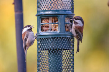 best hummingbird feeders