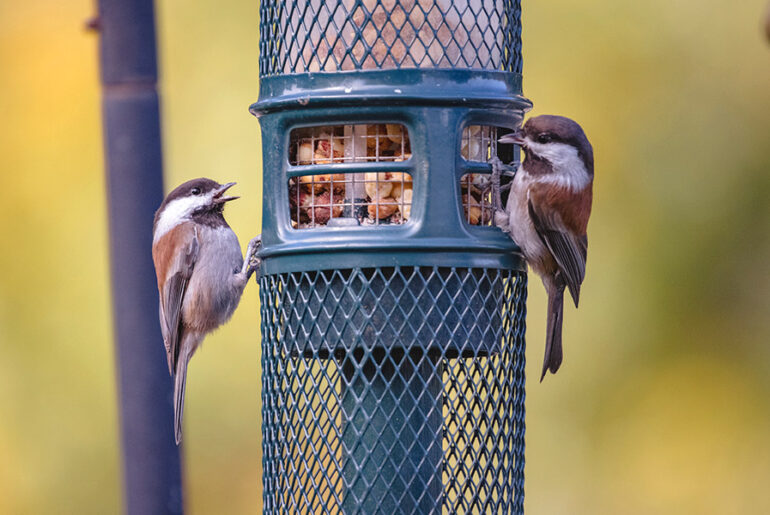 best hummingbird feeders