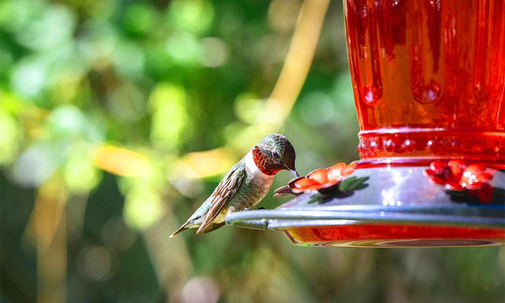 best hummingbird feeders